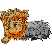 Silky Terrier Animals Silky Terrier Animals