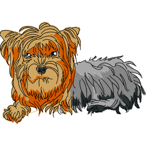 Silky Terrier Animals Silky Terrier Animals