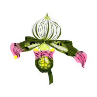 Slipper Orchids Animals Slipper Orchids Animals