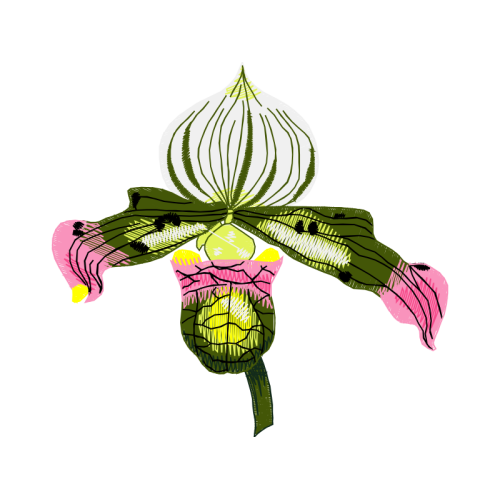 Slipper Orchids Animals Slipper Orchids Animals