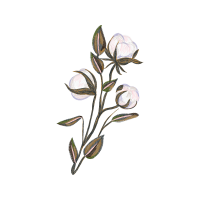 Snow Crocus Animals Snow Crocus Animals