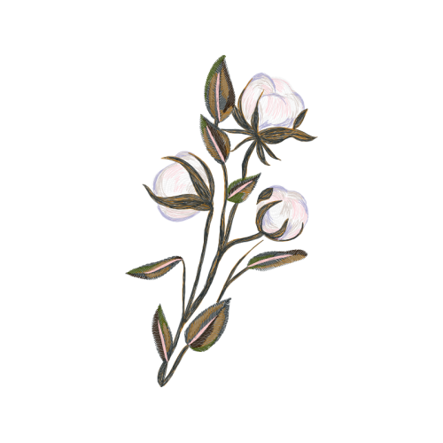 Snow Crocus Animals Snow Crocus Animals