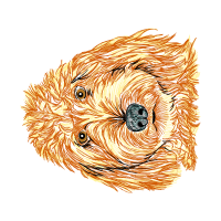 Soft Coated Wheaten Terrier Animals Soft Coated Wheaten Terrier Animals