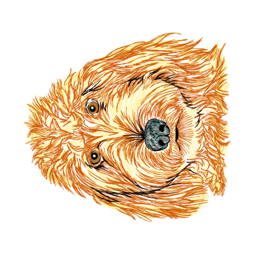 Soft Coated Wheaten Terrier Animals Soft Coated Wheaten Terrier Animals