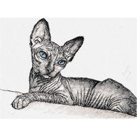 Sphynx Cat Animals Sphynx Cat Animals