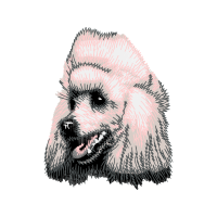 Sporting Lucas Terrier Animals Sporting Lucas Terrier Animals