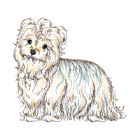 Sporting Lucas Terrier Animals Sporting Lucas Terrier Animals