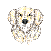 Sporting Lucas Terrier Animals Sporting Lucas Terrier Animals