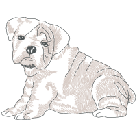 St Bernard Animals St Bernard Animals