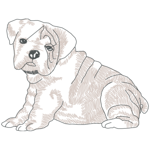 St Bernard Animals St Bernard Animals