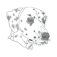 Stabyhoun Animals Stabyhoun Animals