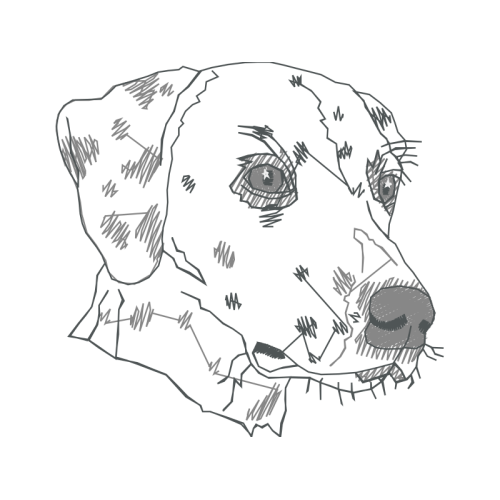 Stabyhoun Animals Stabyhoun Animals