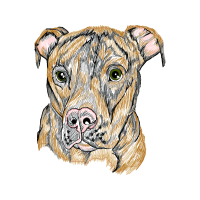 Staffordshire Bull Terrier Animals Staffordshire Bull Terrier Animals