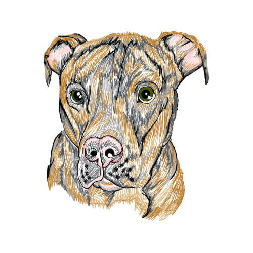 Staffordshire Bull Terrier Animals Staffordshire Bull Terrier Animals