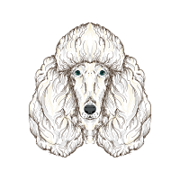 Standard Poodle Animals Standard Poodle Animals