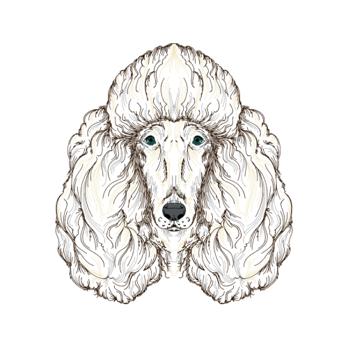 Standard Poodle Animals Standard Poodle Animals