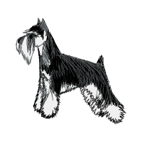 Standard Schnauzer Animals