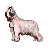 Standard Schnauzer Animals Standard Schnauzer Animals