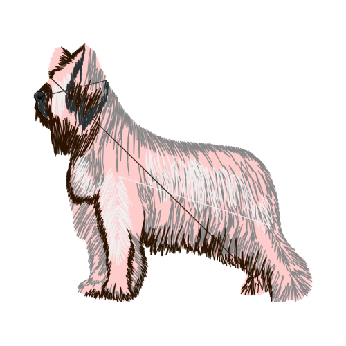 Standard Schnauzer Animals Standard Schnauzer Animals