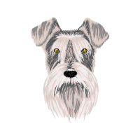 Standard Schnauzer Animals Standard Schnauzer Animals