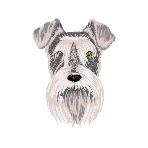 Standard Schnauzer Animals Standard Schnauzer Animals