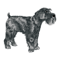 Standard Schnauzer Animals Standard Schnauzer Animals