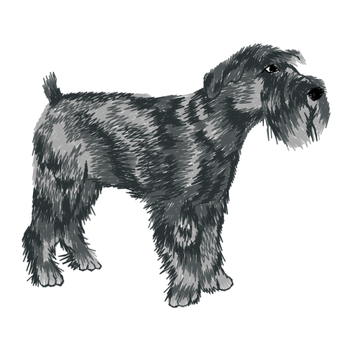 Standard Schnauzer Animals Standard Schnauzer Animals