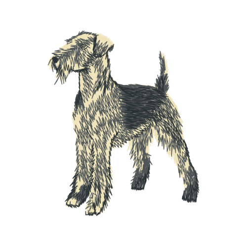 Standard Schnauzer Animals Standard Schnauzer Animals