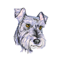 Standard Schnauzer Animals Standard Schnauzer Animals