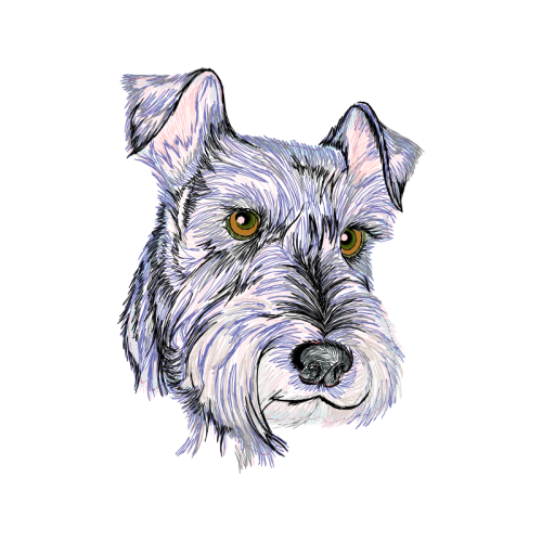 Standard Schnauzer Animals Standard Schnauzer Animals