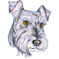 Standard Schnauzer Animals Standard Schnauzer Animals