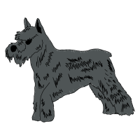 Standard Schnauzer Animals Standard Schnauzer Animals