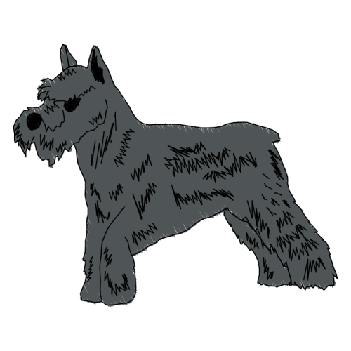 Standard Schnauzer Animals Standard Schnauzer Animals