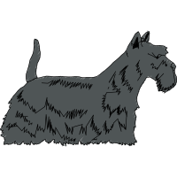 Standard Schnauzer Animals Standard Schnauzer Animals