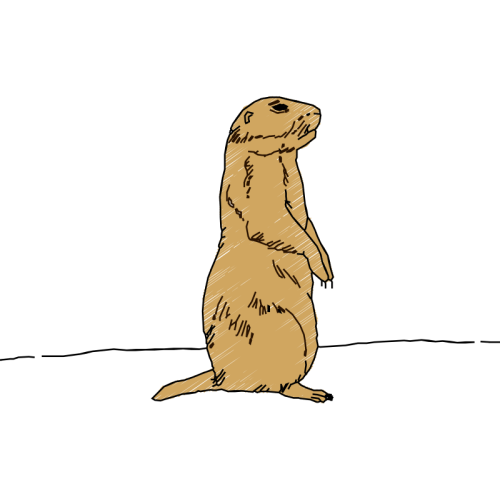 Stoat Animals Stoat Animals