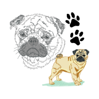 Tibetan Spaniel Animals Tibetan Spaniel Animals