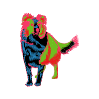 Tibetan Spaniel Animals Tibetan Spaniel Animals