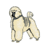 Tibetan Terrier Animals Tibetan Terrier Animals