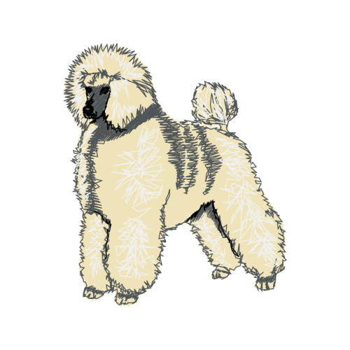 Tibetan Terrier Animals Tibetan Terrier Animals