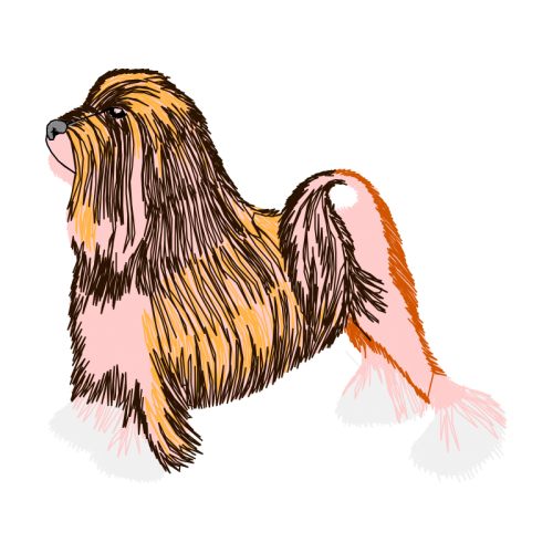 Tibetan Terrier Animals Tibetan Terrier Animals