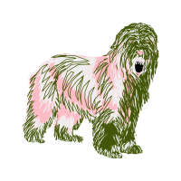 Tibetan Terrier Animals Tibetan Terrier Animals