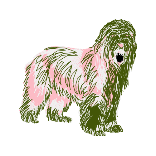 Tibetan Terrier Animals Tibetan Terrier Animals