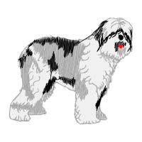 Tibetan Terrier Animals Tibetan Terrier Animals
