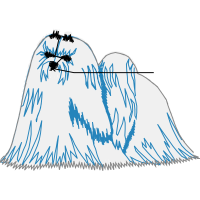 Tibetan Terrier Animals Tibetan Terrier Animals