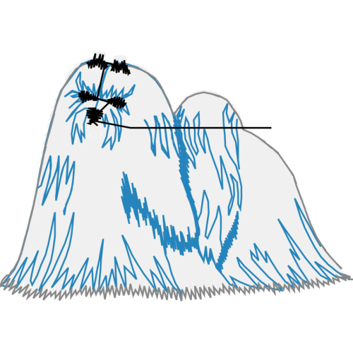 Tibetan Terrier Animals Tibetan Terrier Animals