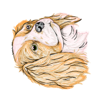 Tibetan Terrier Animals Tibetan Terrier Animals