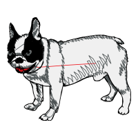 Toy Bulldog Animals Toy Bulldog Animals