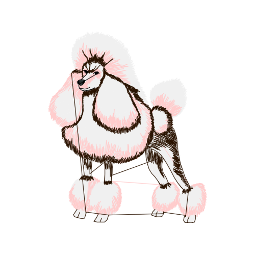 Toy Poodle Animals Toy Poodle Animals