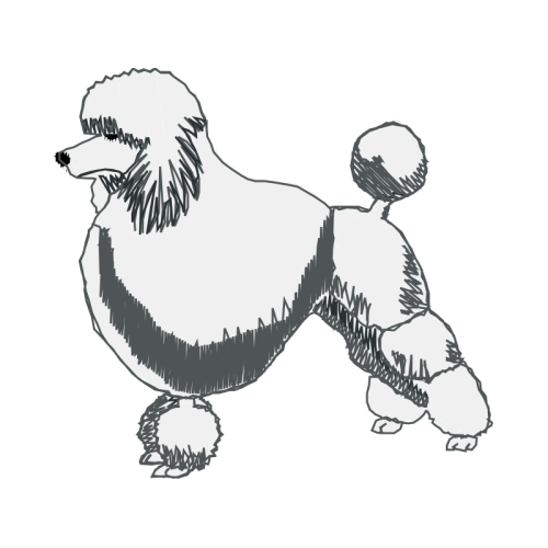 Toy Poodle Animals Toy Poodle Animals