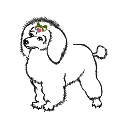 Toy Poodle Animals Toy Poodle Animals